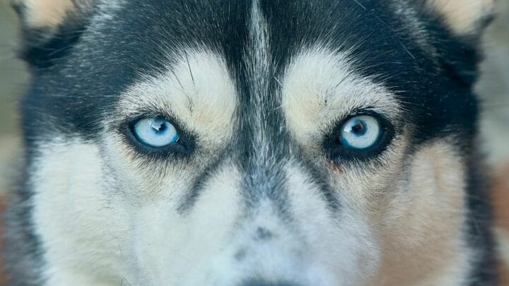 Why do Huskies have Blue Eyes? Cool!