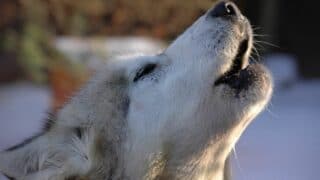 Husky Howling