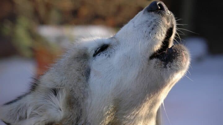 Why Do Huskies Howl? Awoo!