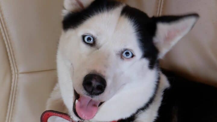 Why do Huskies Talk? Ooh, Interesting!