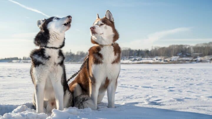 What Does A Husky Voice Sound Like? Now I Know!