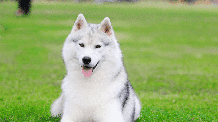 In the third phase female huskies are no longer interested in male huskies