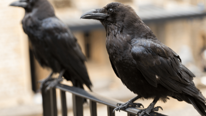 It is illegal to own ravens if you are not a wildlife facilitator in the US