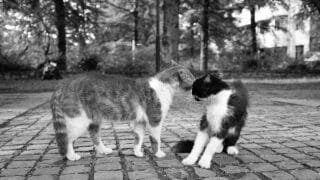 Male Cat Biting Female Cat's Neck