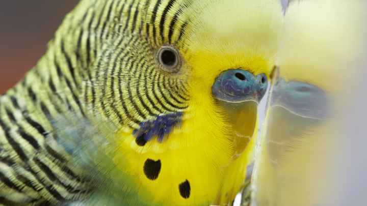 Male budgie are bob their heads more than females