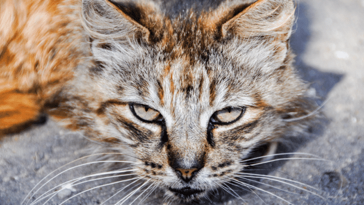 Nausea often leads to fatigue in cats
