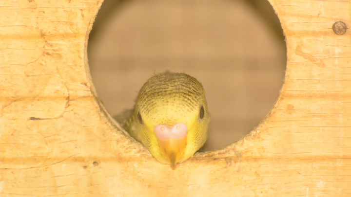 Newborn budgies have pink ceres and cannot be sexed