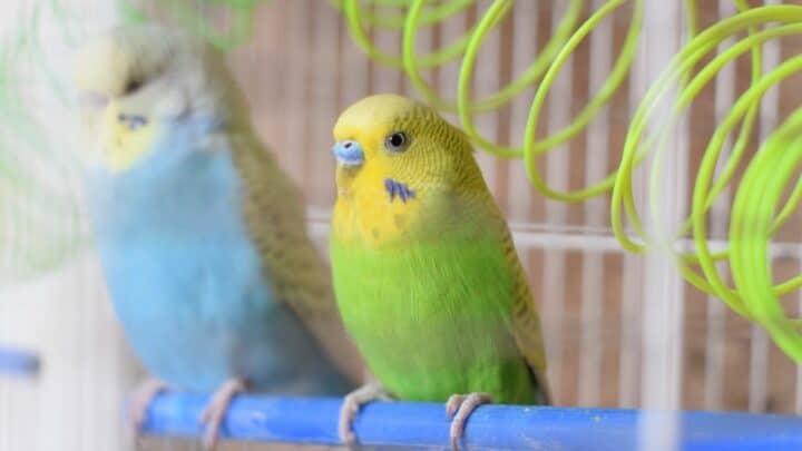 How to Play with Your Budgie? Really?!