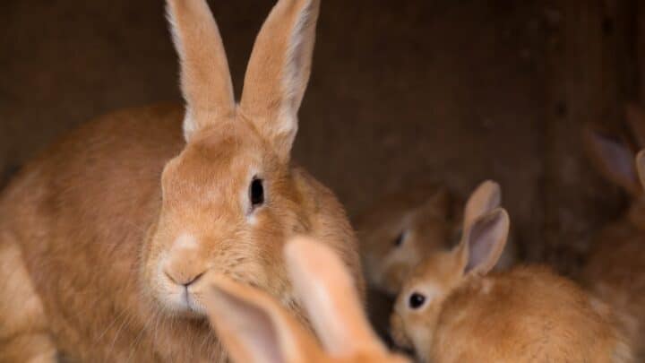 How Long Are Rabbits Pregnant? Oh!