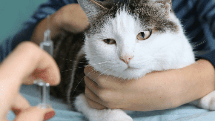 cat foaming at mouth after catnip