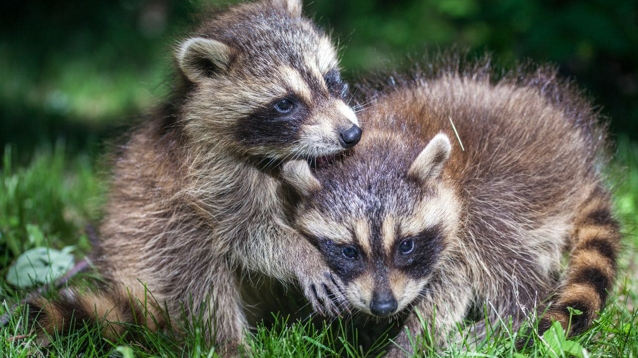 Raccoons