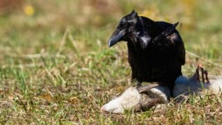 Raven Eating