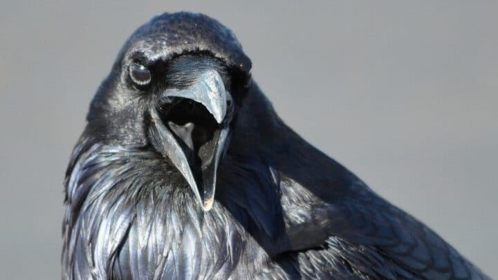 Do Ravens Make Good Pets? Yes, No, Maybe?