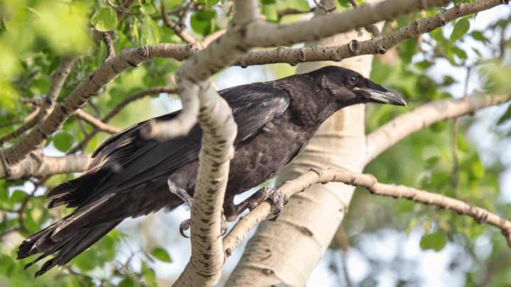 Ravens feel safe in trees