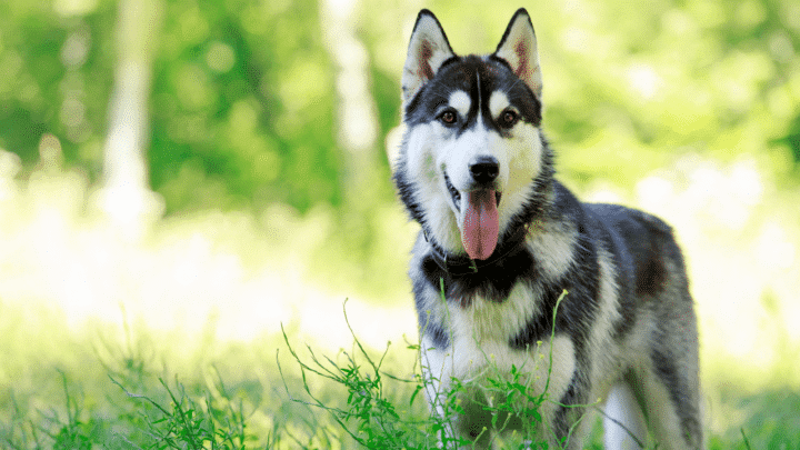 Scheduling the breeding date is essential for successful husky breeding