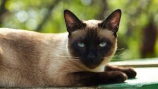 Siamese Cat