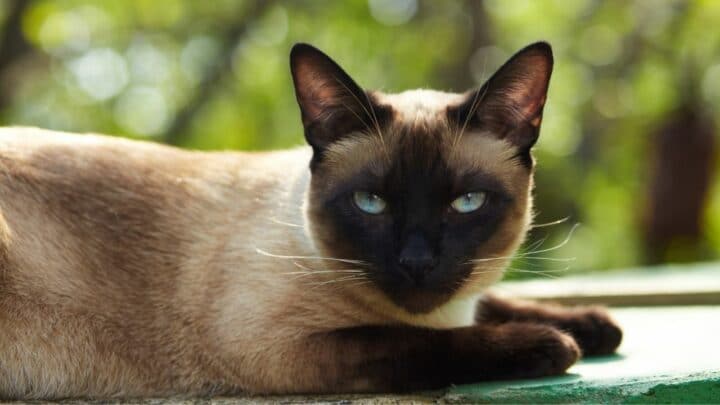 Why Do Siamese Cats Bite So Much? Oww!