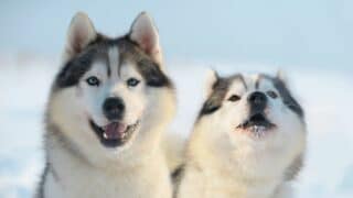 Siberian Huskies