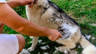 Siberian Husky Shedding