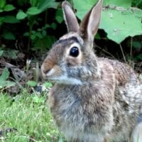 Why Do Rabbits Thump? Tell Me, Please?