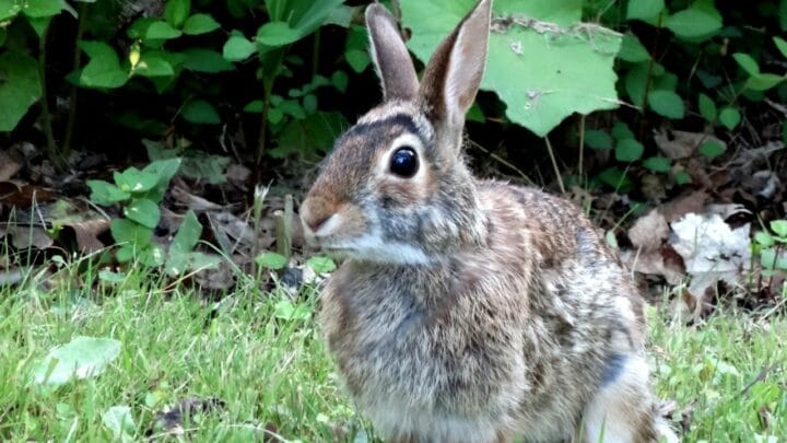 How Smart Are Rabbits? Hmmm…