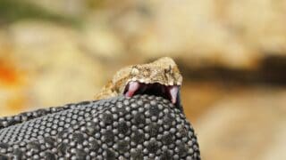 Snake Biting Itself