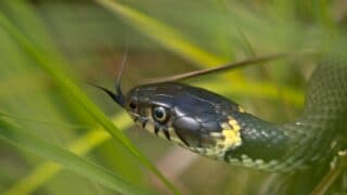 Snake Sticking Tongue Out