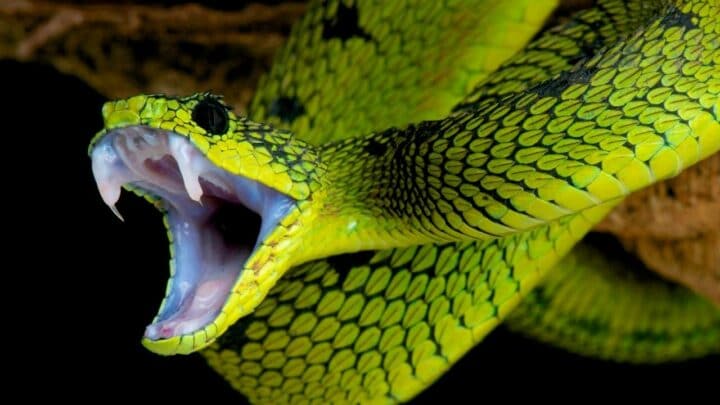 Why Do Snakes Eat Themselves? 2 Best Reasons