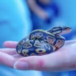 Snakes as Pets