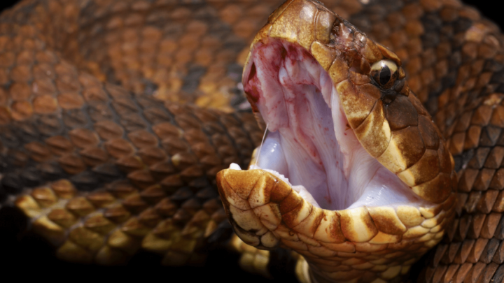 Snakes biting themselves can indicate a health problem