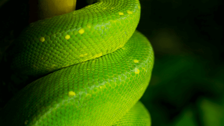 Snakes cannot regulate their body temperature