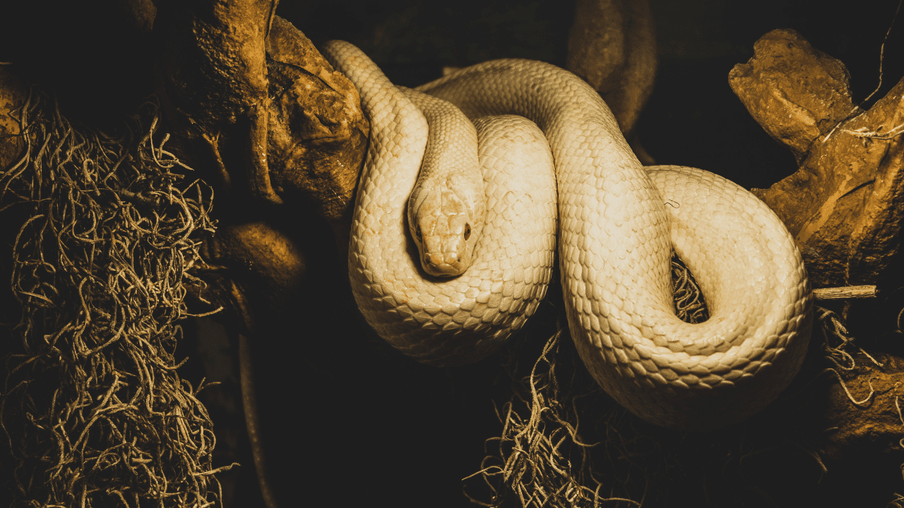 Why Do Snakes Eat Themselves? 2 Best Reasons