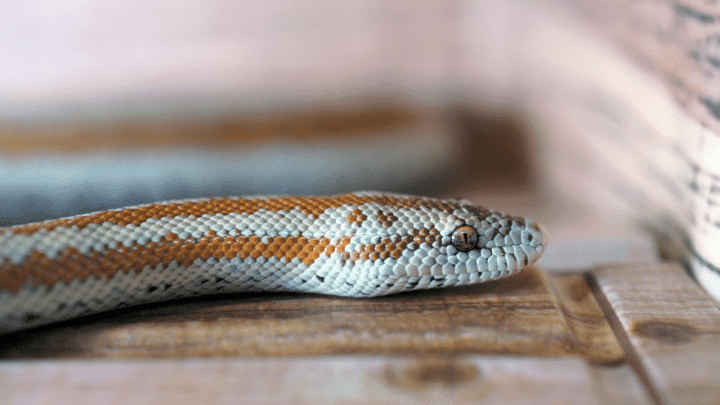 Snakes eat themselves because they overheat in their enclosure and get confused