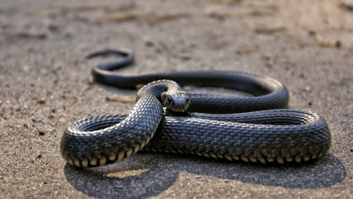 Stress in snakes can lead to biting