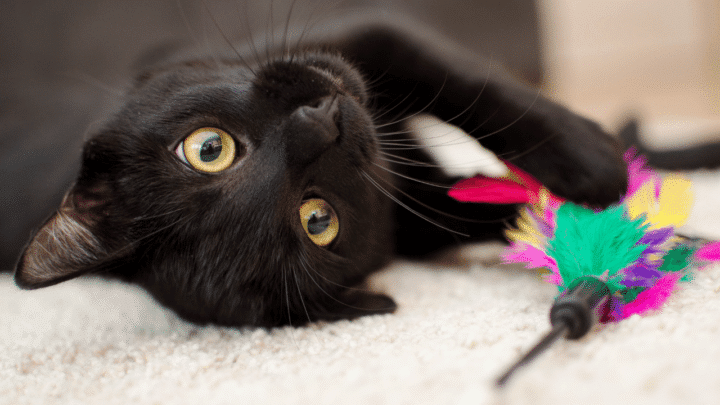 Toys lower aggression in cats