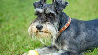 Training Miniature Schnauzer