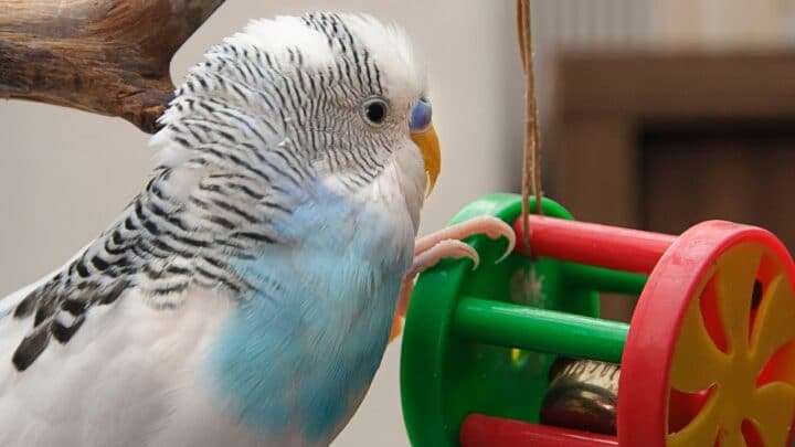 How to Train a Budgie The Pro Way!