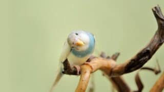 Training a Budgie to Talk