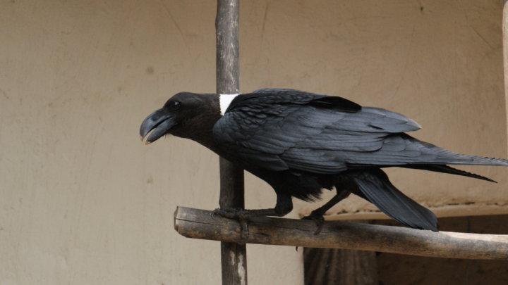 Use fake ravens to attract real ravens