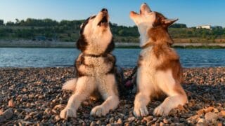 Vocal Siberian Huskies