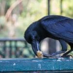 What to Feed Crows