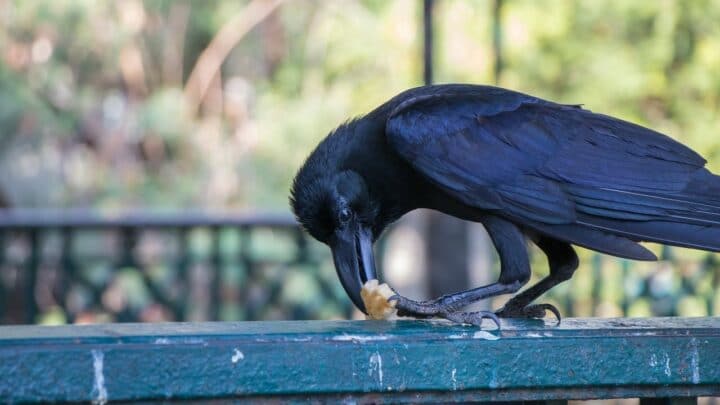 What to Feed Crows? Interesting!