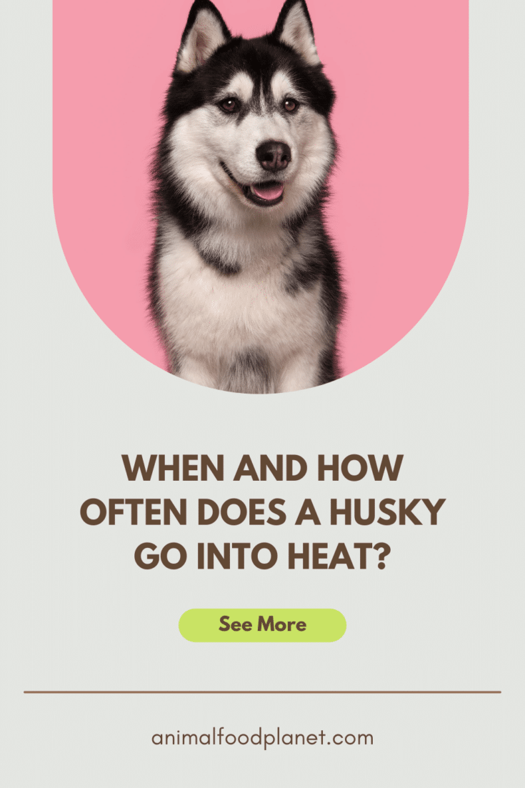 When and How Often Do Huskies Go Into Heat