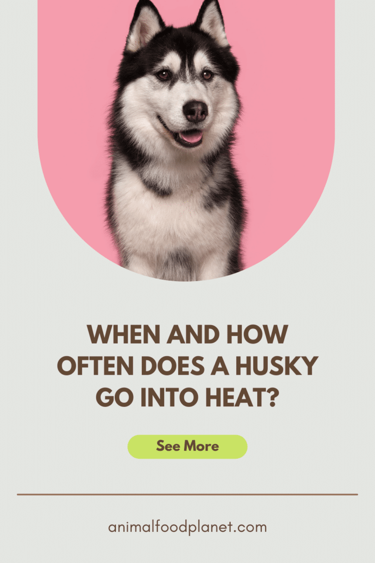 how often do female dogs go into heat