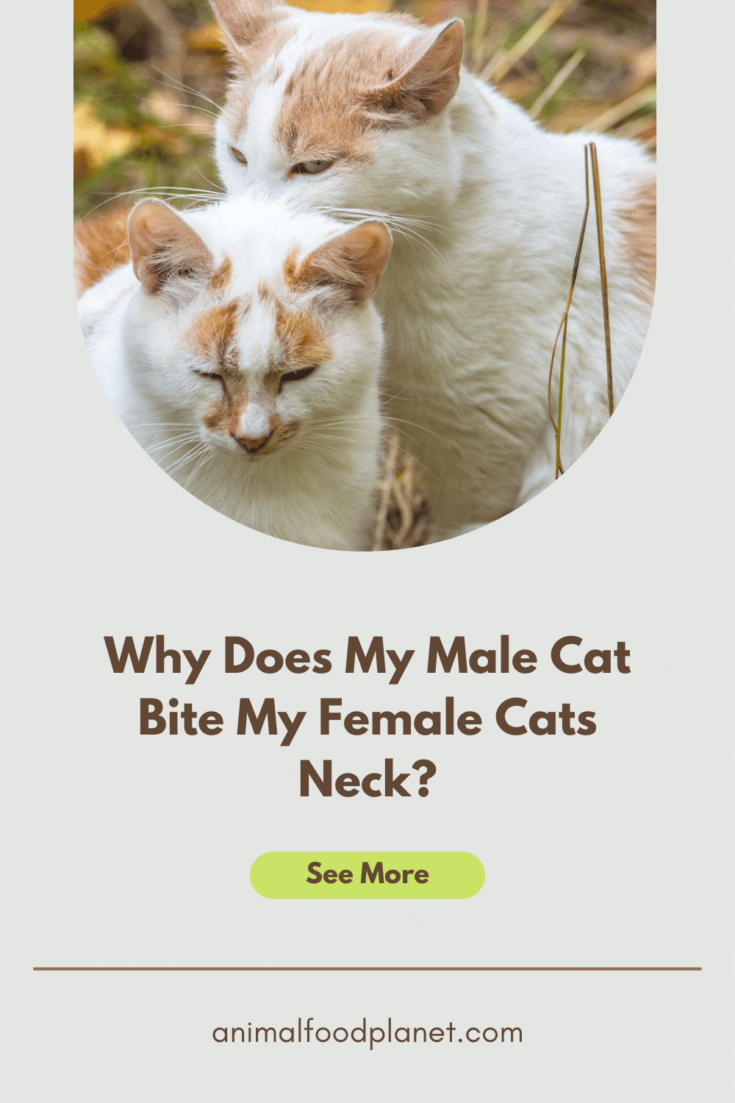 Why Does My Male Cat Bite My Female Cats Neck