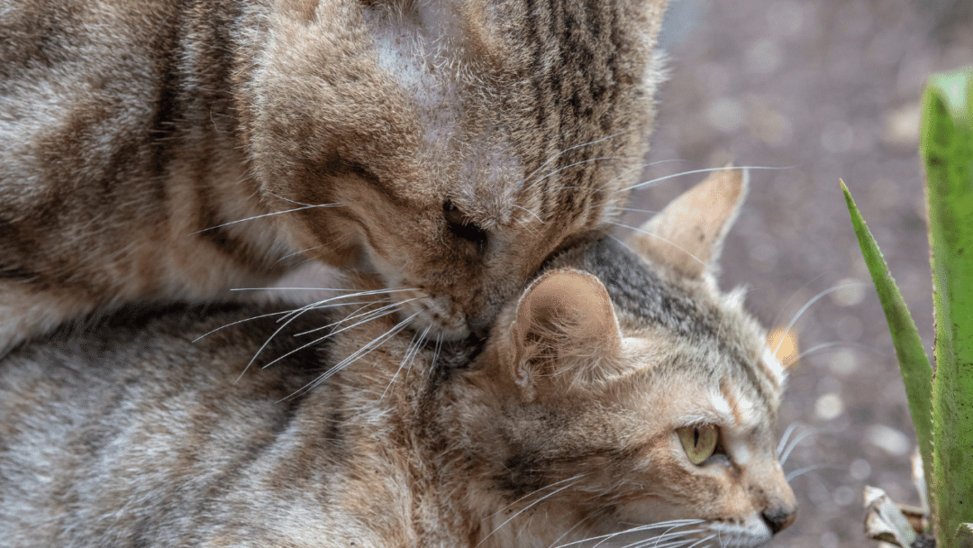 Why Does My Male Cat Bite My Female Cats Neck? Umm... Okay!