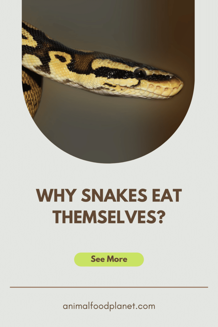 Why Snakes Eat Themselves