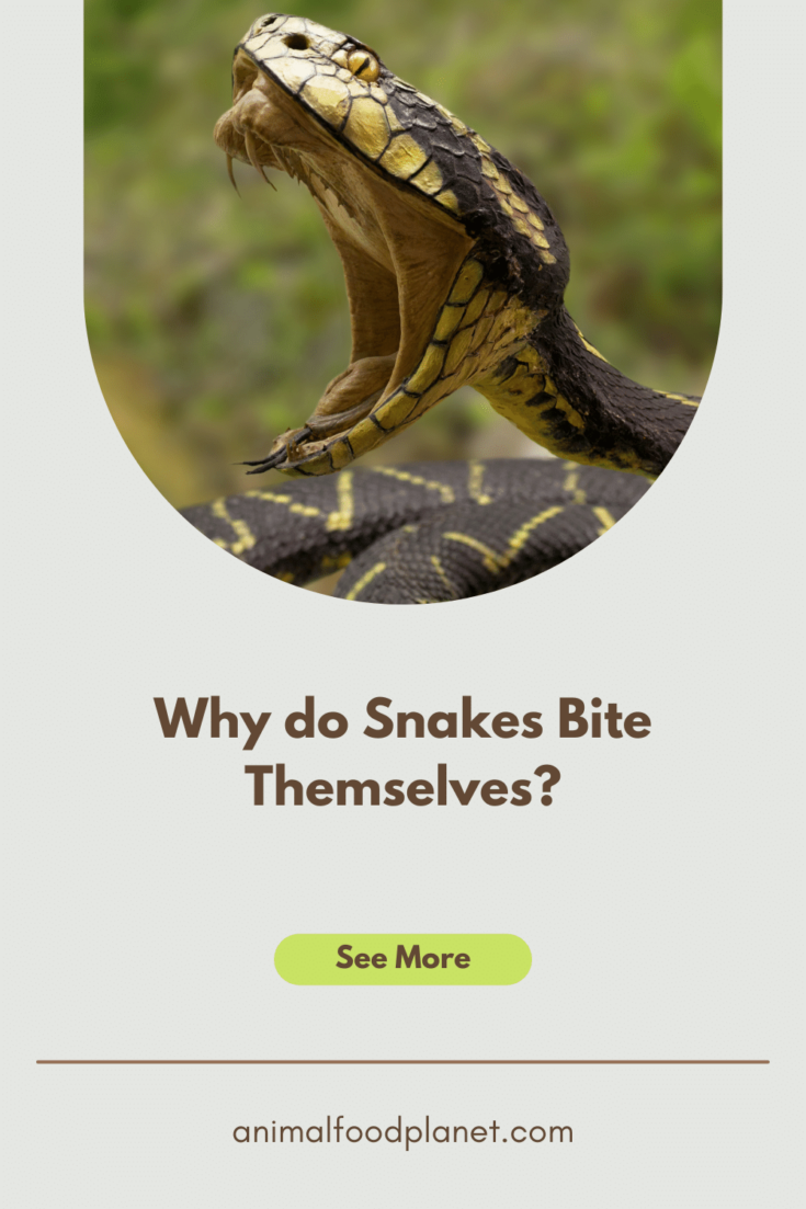 Why snakes bite themselves