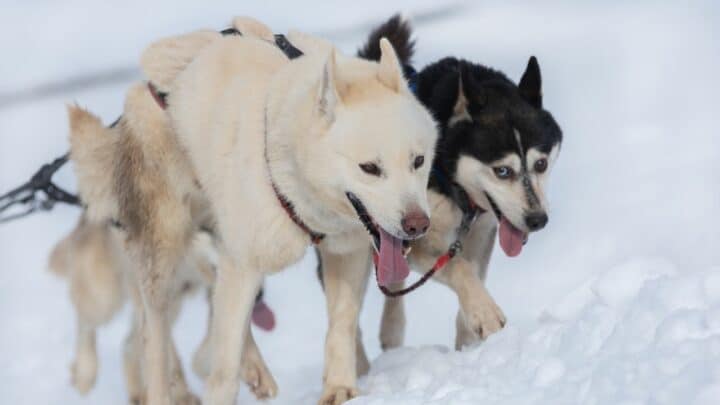 10 Dog Breeds that Look Like Wolves – WOW!