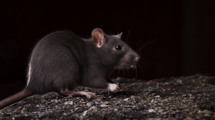 A rat gaining weight might be a negative sign